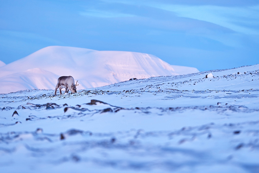image norvege svalbard paysage hiver as_597787313